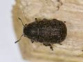 Anthribus nebulosus